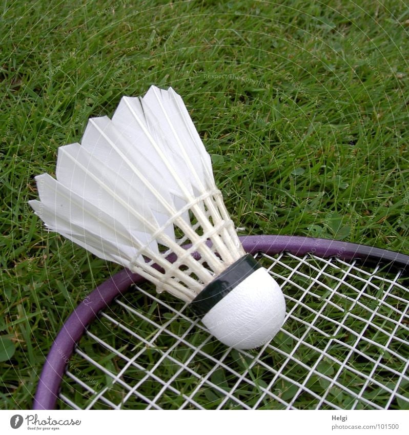 a badminton ball is lying on a badminton racket in the grass Badminton Lining Playing Leisure and hobbies Grass Green White Violet Sports Feather Frame Lawn Lie