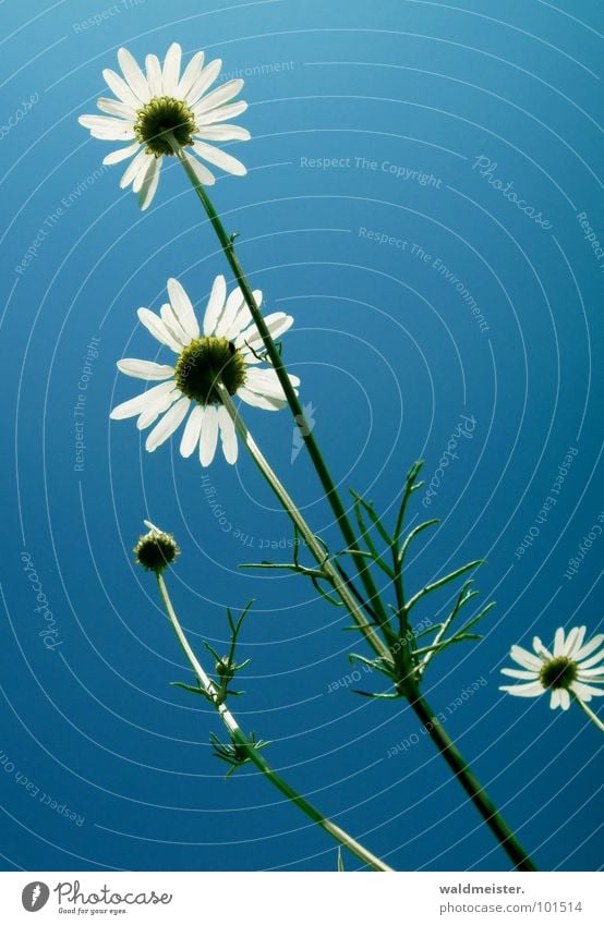 Chamomile and Sky II Back-light Flower Blossom Medicinal plant Meadow flower Summer Green White Blue Delicate