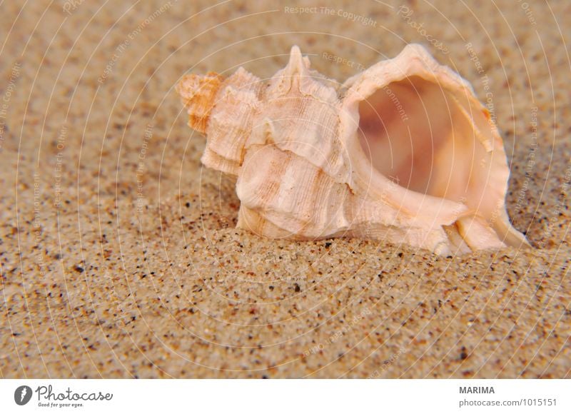 Shell in the fine sand Nature Animal Sand Mussel Brown White Beige shell mustel bivalvia Grain of sand Close-up