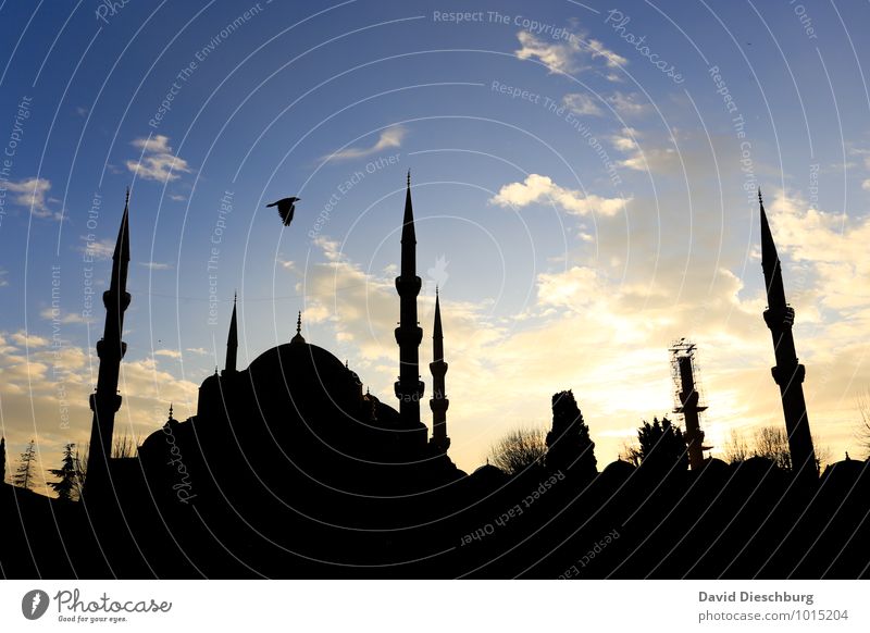 Evening mood - Blue Mosque Vacation & Travel Tourism Sightseeing City trip Cruise Summer vacation Sky Clouds Town Church Tourist Attraction Yellow Black White