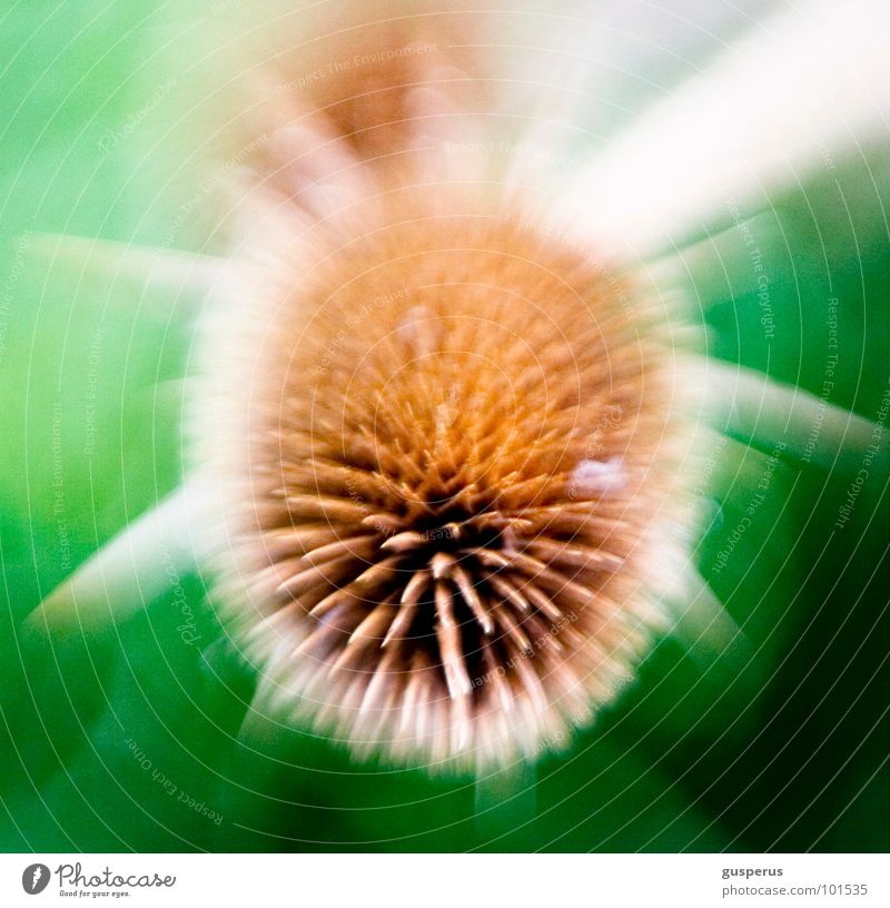 {cosmic s} Photomicrograph Blur Pierce Unclear Thistle Torun Lomography Obscure Movement Universe Ball spiked ball Thorn Plant motion microcosm universal