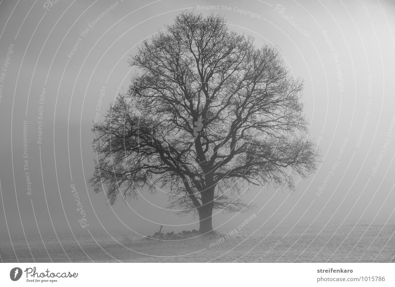 Single tree in fog on a snowy field Landscape Plant Sunrise Sunset Winter Bad weather Fog Snow Tree Field Eifel Dark Force To console Calm Sadness Grief