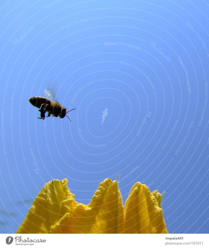 bee in approach Bee Honey Blossom Flower Insect Summer Yellow Floating Simple Blue Wing Flying Bright background Isolated Image Sprinkle