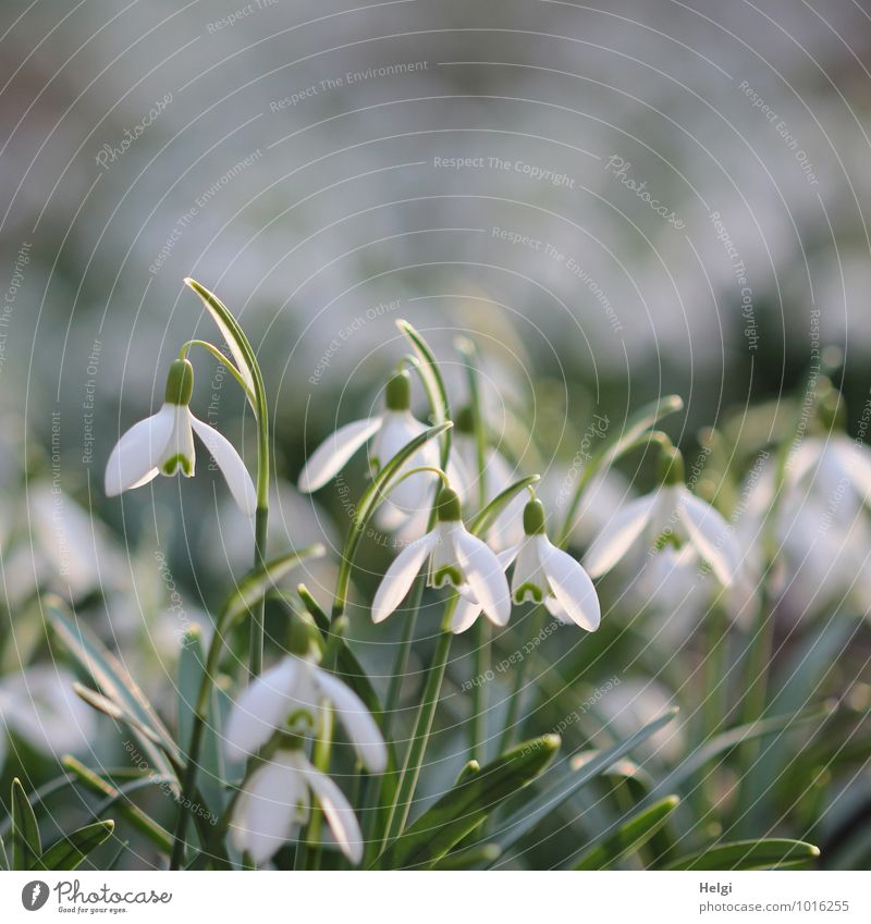 Bell in the light... Environment Nature Plant Spring Beautiful weather Flower Leaf Blossom Snowdrop Spring flowering plant Forest Blossoming Hang Stand Growth