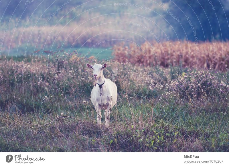 goat Nature Landscape Earth Sunrise Sunset Summer Autumn Wild plant Meadow Field Forest Mountain Animal Farm animal Petting zoo "Goat Goat" 1 Love of animals