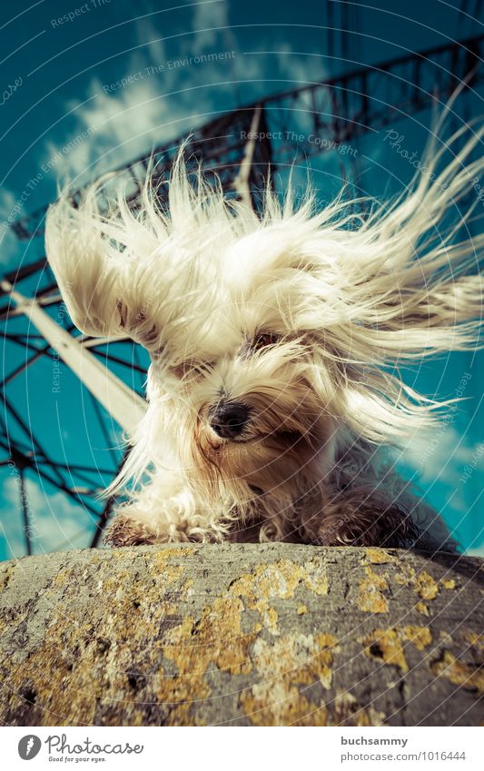 Pure Energy Joy Hairdresser Environment Animal Sky Clouds Sunlight Beautiful weather Tower Long-haired Pet Dog Pelt 1 Stone Steel Wild Blue Black White