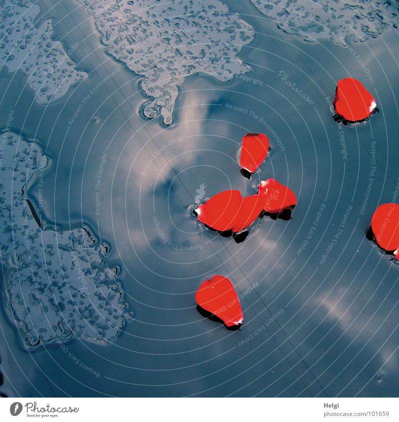 red rose petals lie in a puddle of water Rain Storm Wet Leaf Flower Rose Rose leaves To fall Reflection Clouds Red Patch of colour Summer Transience Water