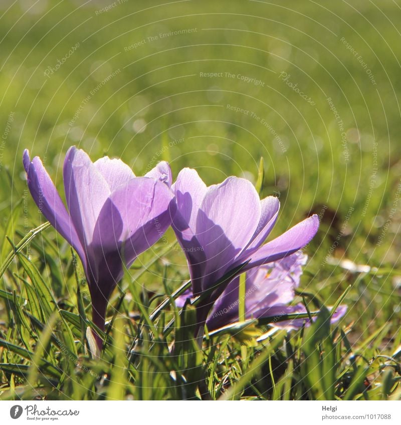 crush crocus Legs - a Royalty Free Stock Photo from Photocase