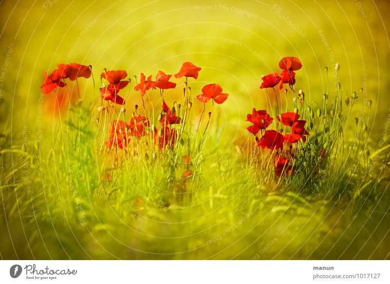 dashes of colour Nature Spring Summer Plant Flower Leaf Blossom Agricultural crop Poppy blossom Wheatfield Field Natural Yellow Gold Green Red Colour photo
