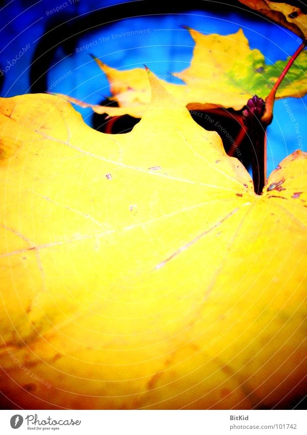 maple & bhorn Maple tree Yellow Wayside Autumn Leaf graffiti Contrast Blue Edgewise
