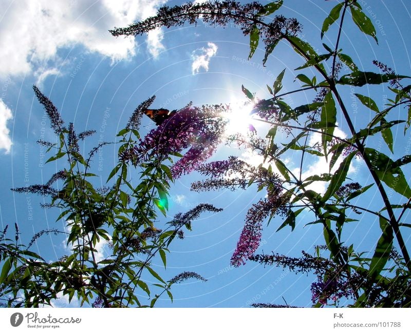 look up to the sky... Summer Sun Nature Sky Clouds Butterfly Blue Green Violet Insect Peacock butterfly Lilac Sunbeam