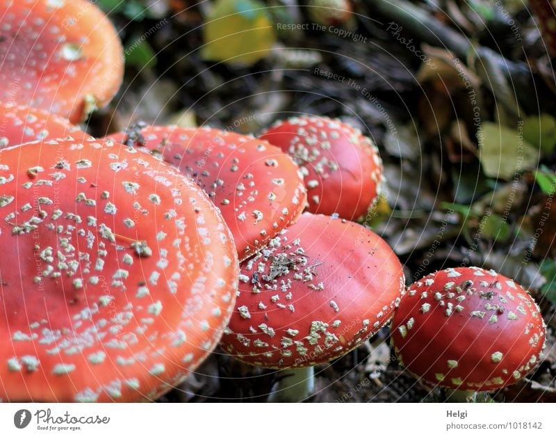 capped party... Environment Nature Autumn Leaf Mushroom Mushroom cap Amanita mushroom Woodground Forest Stand Growth Esthetic Exceptional Beautiful Uniqueness