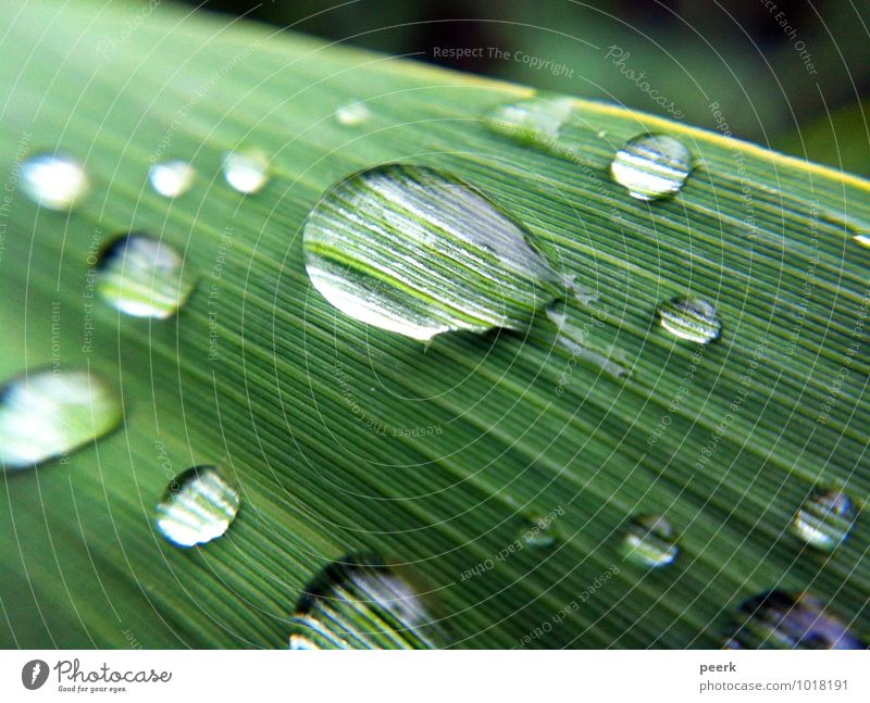 Drops on reed Environment Nature Plant Water Summer Grass Bushes Leaf Foliage plant Garden Park Meadow Lakeside River bank Bog Marsh Pond Brook Deserted