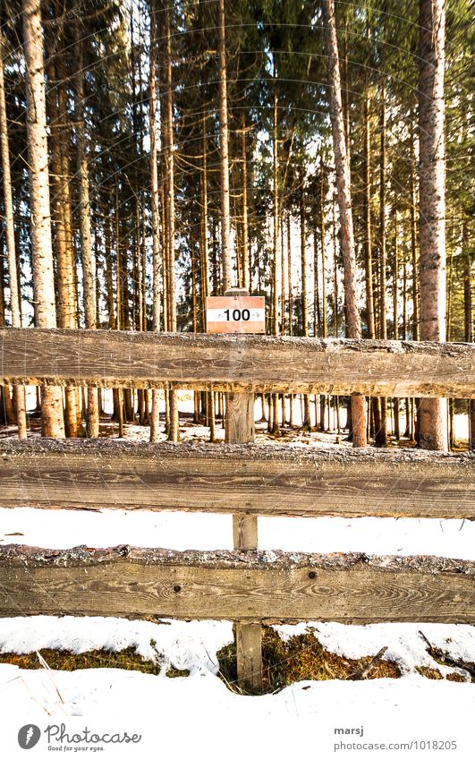 100 Way Trip Hiking Nature Winter Forest Wood Sign Digits and numbers Signs and labeling Signage Warning sign Gloomy Loneliness Arrangement Road marking