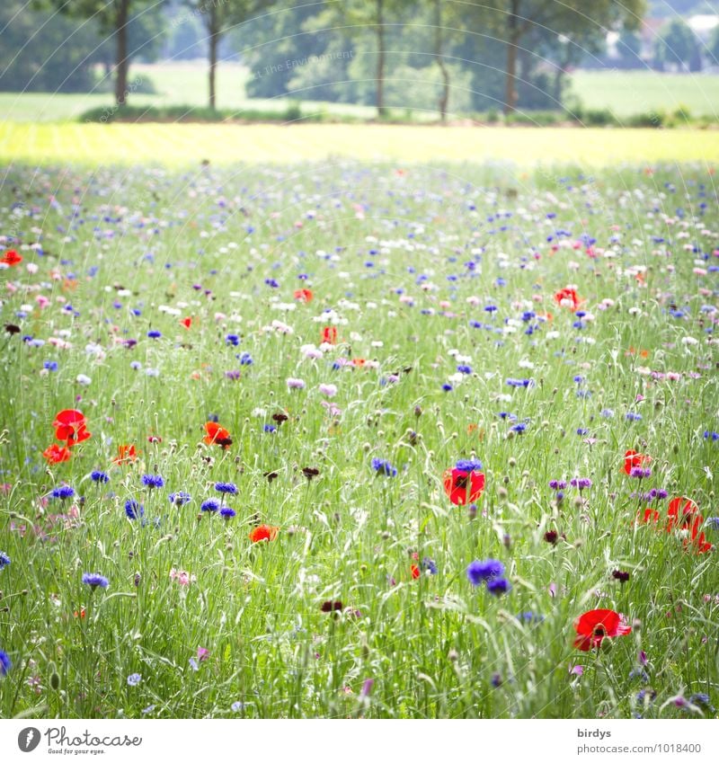 Flower meadow in summer , many blooming flowers Spring Blossoming Beautiful weather Landscape Meadow flower bee meadow poppies Summer Tree grasses Fragrance