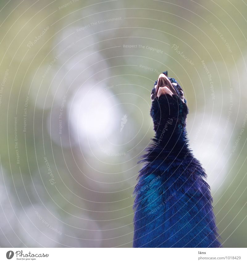 bawler Animal Bird Peacock Blue To talk stretched