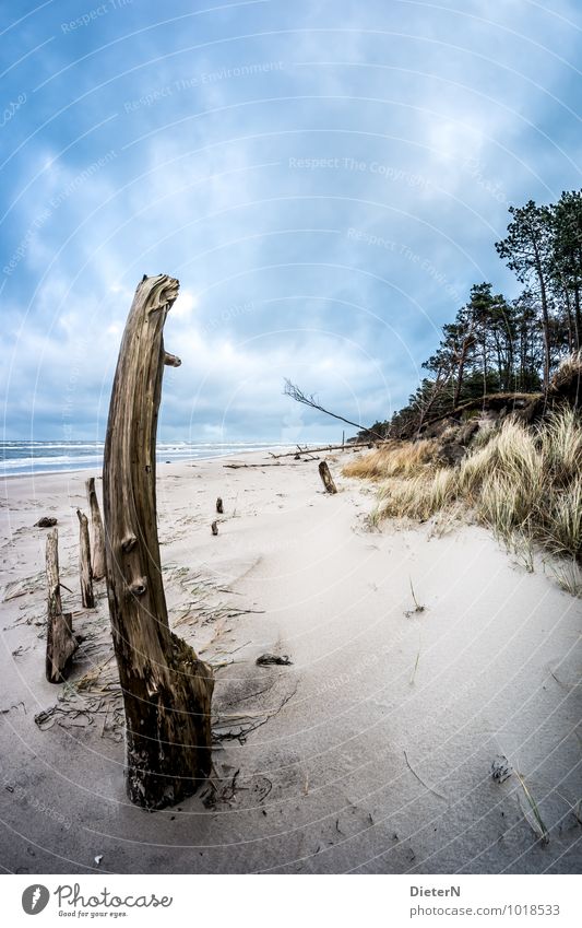 western beach Environment Nature Landscape Sand Sky Clouds Bad weather Wind Tree Grass Coast Beach Baltic Sea Ocean Blue Brown Black Log Western Beach Darss