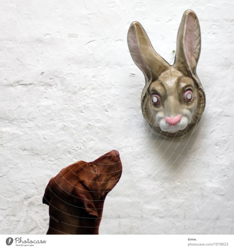 STUDIO TOUR | The expert marvels Mask Wall (barrier) Wall (building) Animal Pet Dog Animal face Pelt Hare & Rabbit & Bunny Plastic Observe Hang Wait