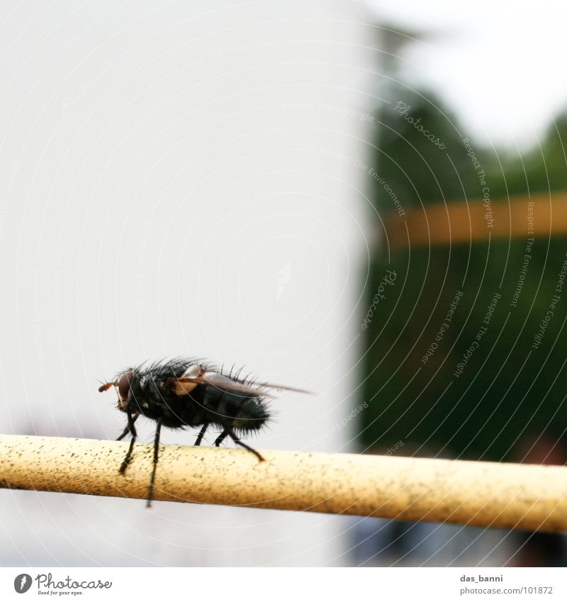 a fly picture Multiple Small Green Glittering Feeler Trunk Development Fence Yellow Depth of field Stay Insect Physics Bow Loneliness Buzz Crawl Annoy