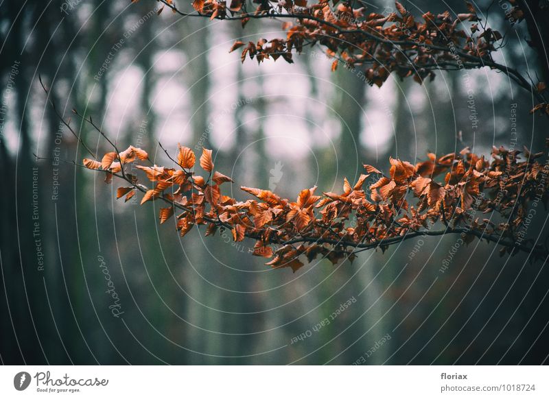 Withered Environment Nature Plant Autumn Winter Tree Leaf Park Forest Hang Dark Brown Grief Crisis Death End Hope Sadness Branch Twig Life Think Observe Looking