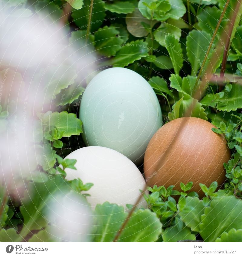 Egg Egg Egg Food Eggshell Spring Summer Plant Wild plant Lie Safety (feeling of) Hope Expectation Attachment Search Easter Deserted Shallow depth of field