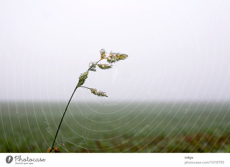 early in the morning in the fields Nature Landscape Plant Air Drops of water Autumn Winter Fog Ice Frost Grass Meadow Field Fresh Cold Wet Green Dew