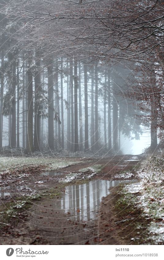 Foggy mood in the forest Nature Landscape Plant Earth Winter Snow Tree Grass Spruce and beech Field Forest Edge of the forest clearing Cold Wet naturally pretty