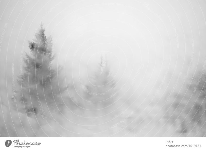 Visibility below 50 meters Environment Nature Winter Climate Bad weather Fog Ice Frost Snow Snowfall Fir tree Coniferous trees Forest Mountain Cold Wet Sludgy
