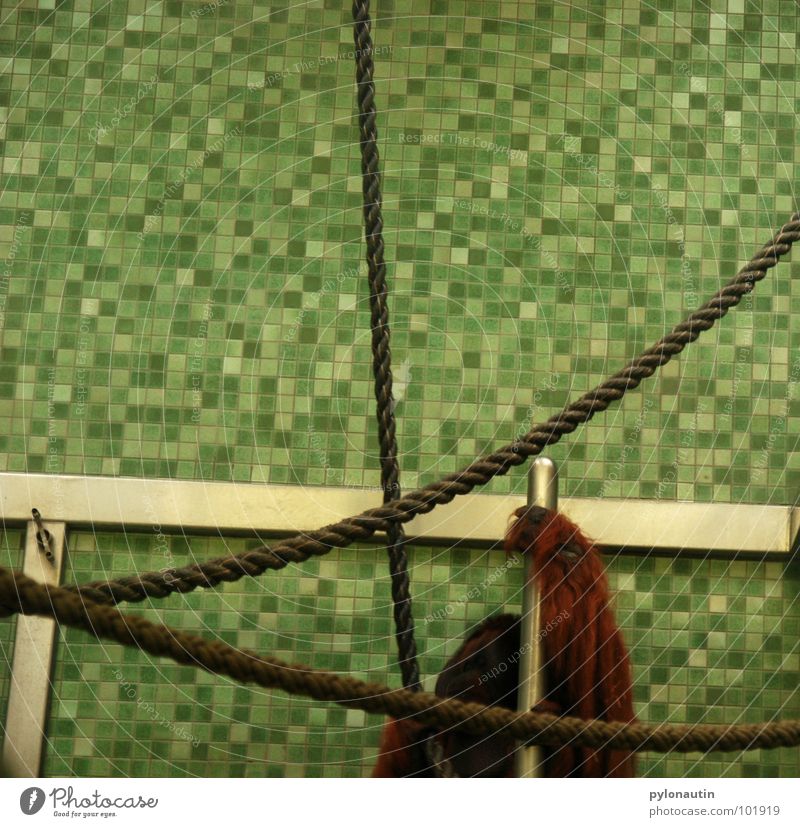 tile cage Monkeys Cage Zoo Orang-utan Animal Green White Sterile Hand Pelt Mammal Rope Climbing Tile Metal
