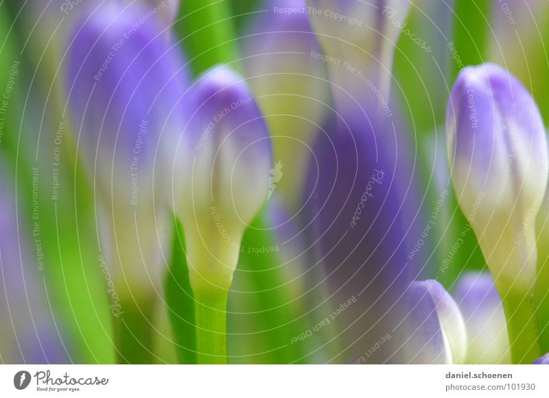 buds Blossom Flower Abstract Background picture Blur Violet Green Spring Summer Lily Pea green Macro (Extreme close-up) Close-up Detail Blue Bud decorative lily
