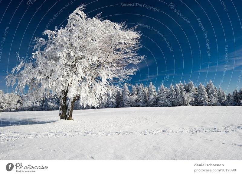 I still have one! Nature Landscape Cloudless sky Ice Frost Snow Tree Forest Blue White Exterior shot Deserted Copy Space right Light Shadow Contrast