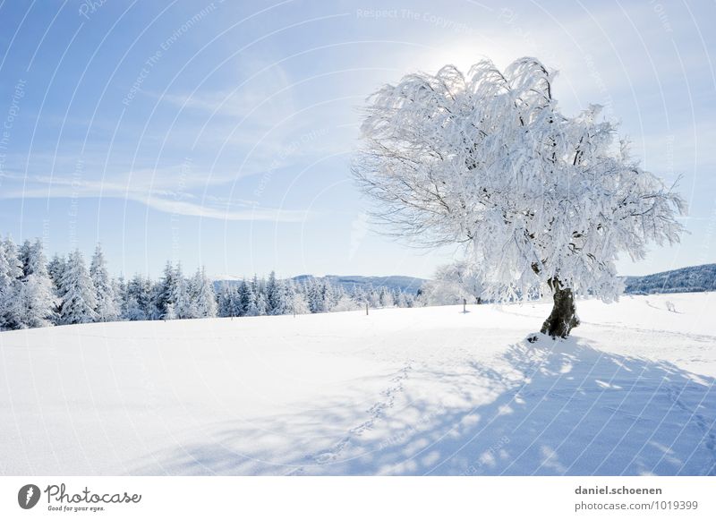 Maybe you will!? Nature Landscape Cloudless sky Beautiful weather Ice Frost Snow Tree Forest Hill Bright Blue White Relaxation Calm Deserted Copy Space left