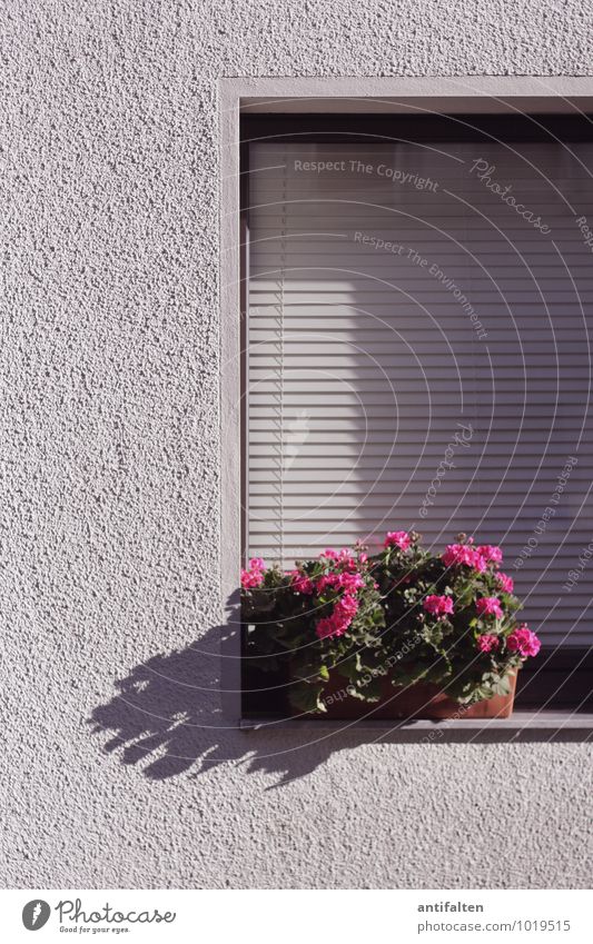 The dear neighbours Spring Summer Flower Leaf Blossom Pot plant Balcony plant Duesseldorf Town Outskirts House (Residential Structure) Wall (barrier)