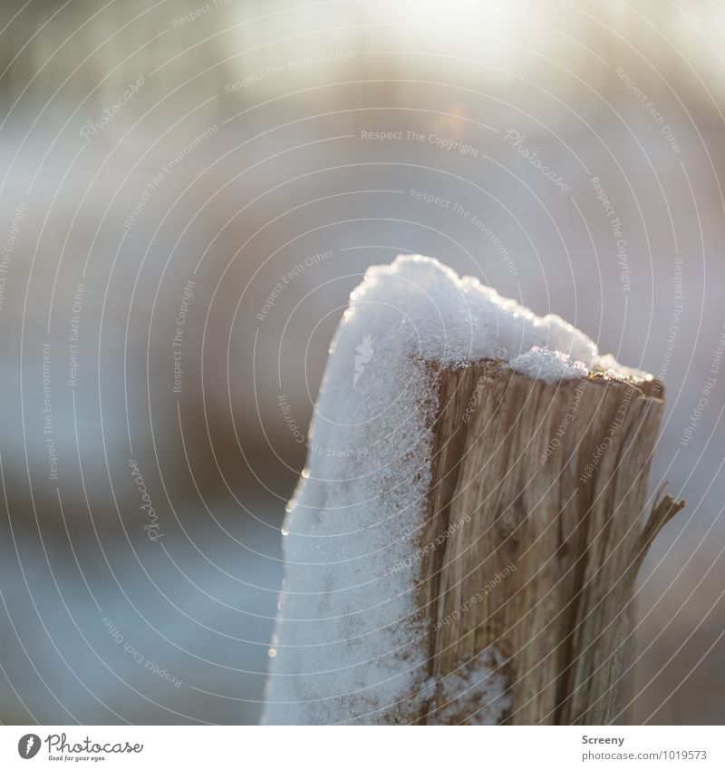 bonnet Environment Nature Winter Beautiful weather Ice Frost Snow Meadow Field Wood Cold Transience Wooden stake Melt Snow melt Blown away Colour photo