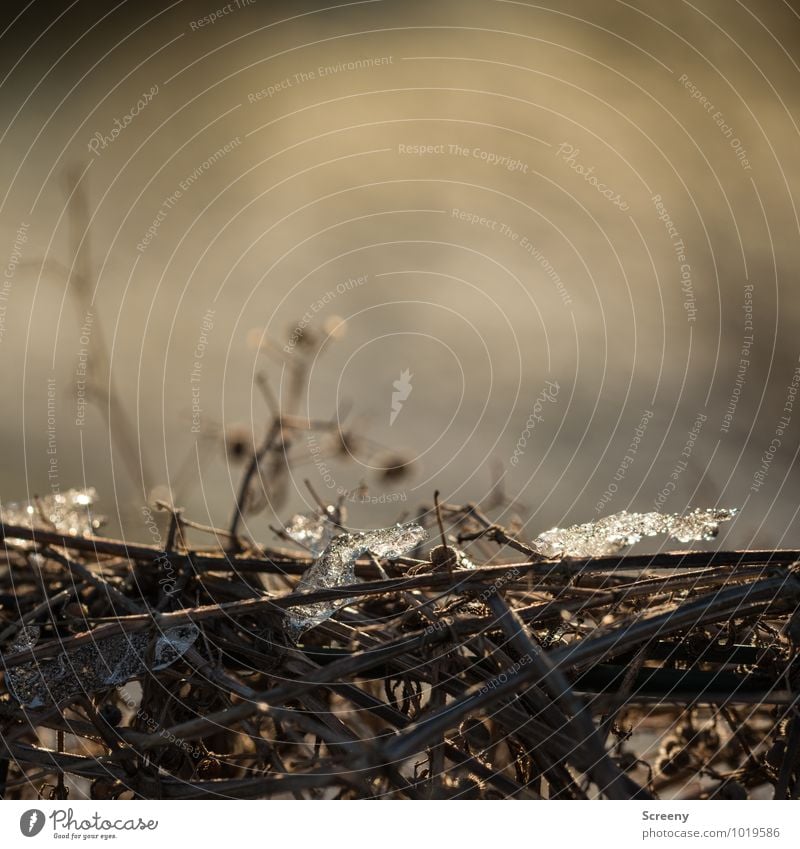 Withered Environment Nature Landscape Plant Winter Ice Frost Snow Bushes Field Faded To dry up Cold Gloomy Dry Brown Transience Hedge Colour photo Exterior shot