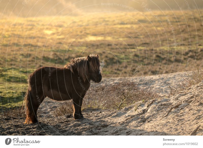 Shetland Pony #6 Nature Landscape Plant Animal Sand Sun Sunrise Sunset Beautiful weather Grass Meadow Marram grass Beach dune Horse Bangs 1 Stand Small Brown