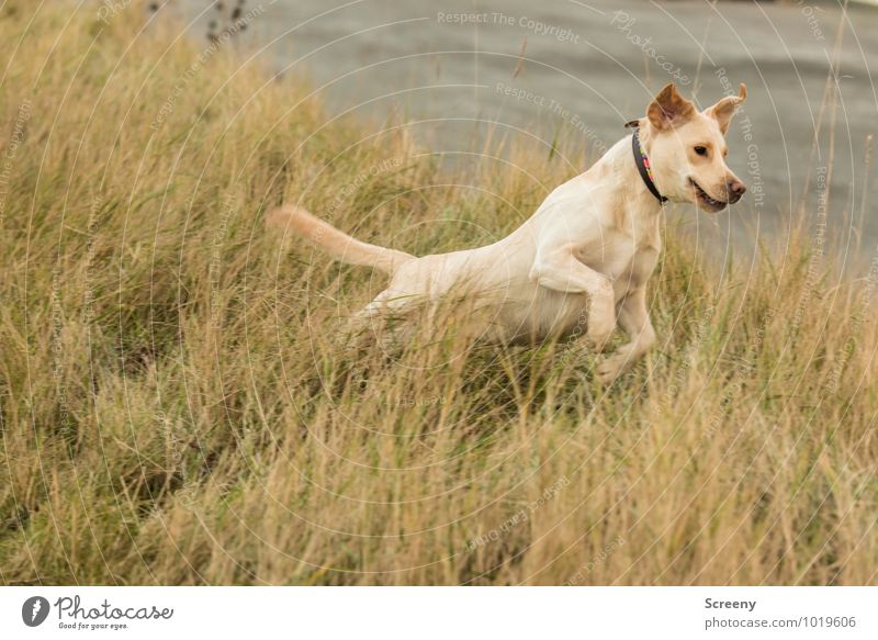 Can I fly? Environment Nature Landscape Plant Autumn Grass Marram grass Coast Lakeside North Sea Dike Animal Pet Dog Labrador 1 Hunting Walking Jump Athletic
