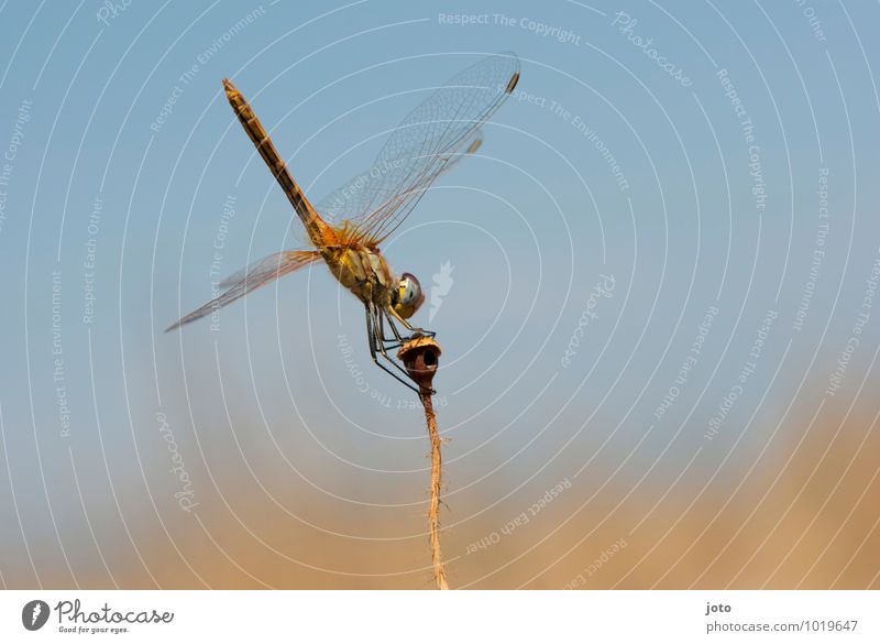 odonata Elegant Harmonious Vacation & Travel Far-off places Summer vacation Cloudless sky Sun Beautiful weather Plant Meadow Animal Dragonfly Dragonfly wings 1