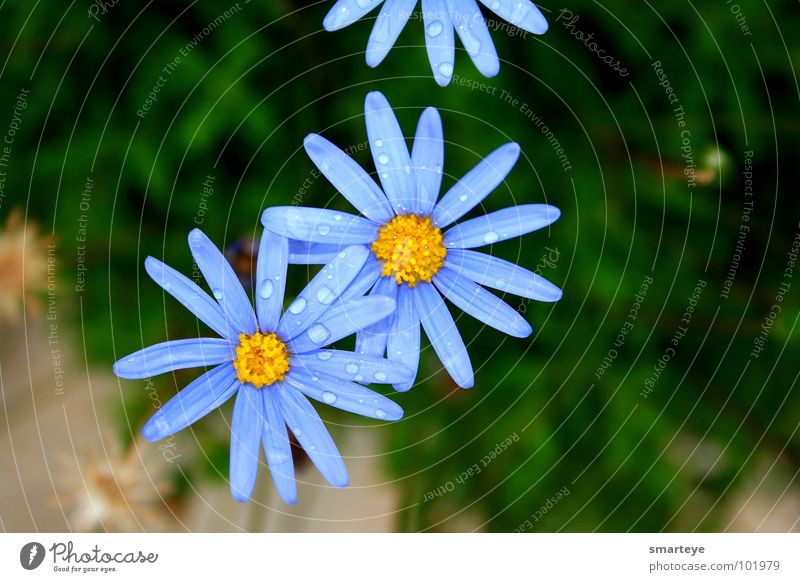 blue flower Flower Beautiful Wet Yellow Plant Blue Rain Drops of water Idyll Garden Water
