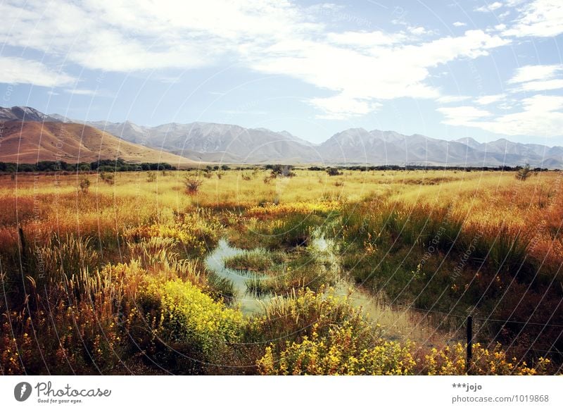 fields of gold. Vacation & Travel Tourism Far-off places Summer Mountain Hiking Nature Landscape Sky Beautiful weather Meadow Field Hill Alps southern alps Bog