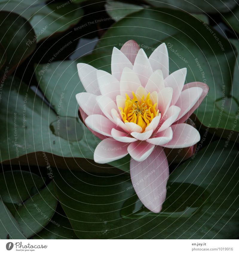 flowerage Wellness Relaxation Calm Meditation Nature Plant Flower Aquatic plant Water lily Pond Blossoming Esthetic Beautiful Kitsch Yellow Green Pink