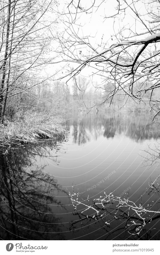 At the lake Winter Snow Nature Ice Frost Tree Lakeside Loneliness Cold Calm Black & white photo Exterior shot Copy Space bottom Copy Space middle Morning