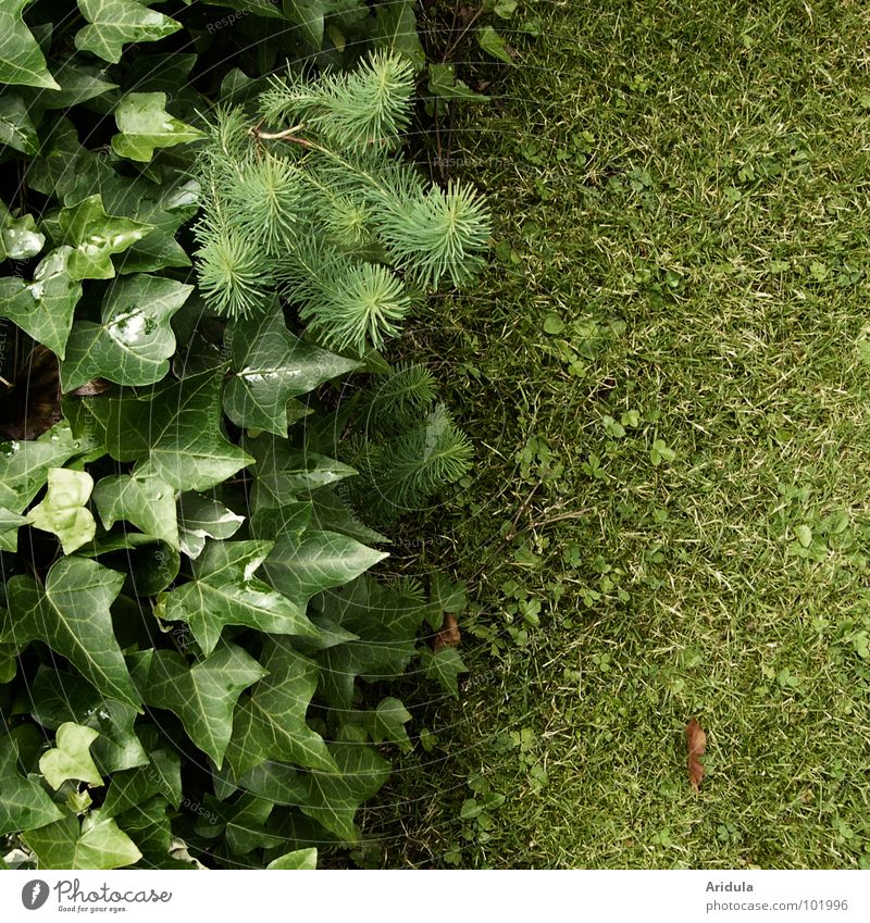 greenüüünnn Green Ivy Leaf Blade of grass Corner Structures and shapes Plant Summer Garden Park Lawn Nature Arrangement