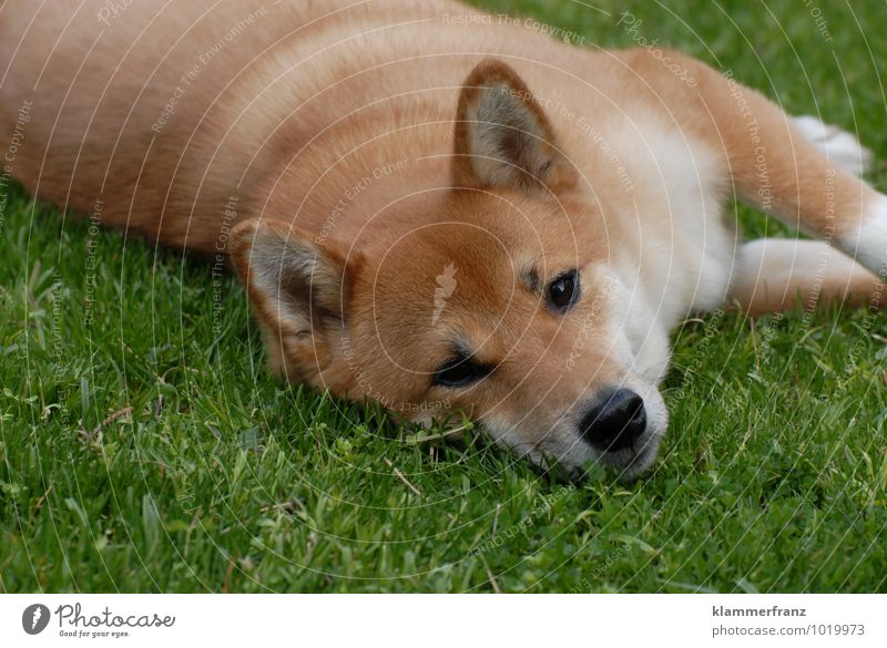 Lawn with dog Animal Pet Dog 1 Relaxation Lie Sleep Wait Friendliness Happiness Healthy Beautiful Cuddly Natural Curiosity Cute Brown Green Joy Happy