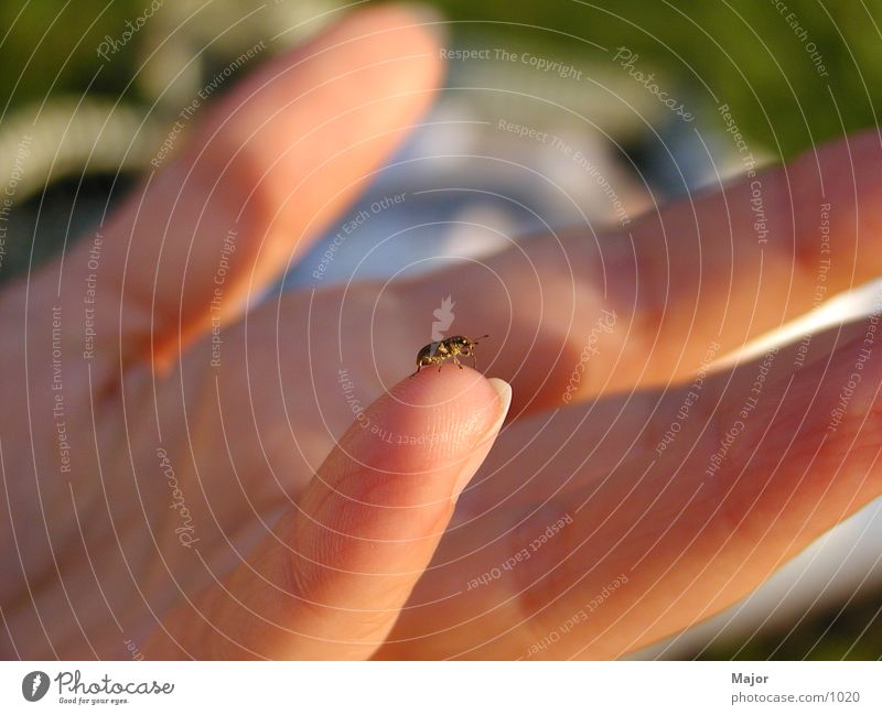 Beetle - Macro Hand Macro (Extreme close-up)