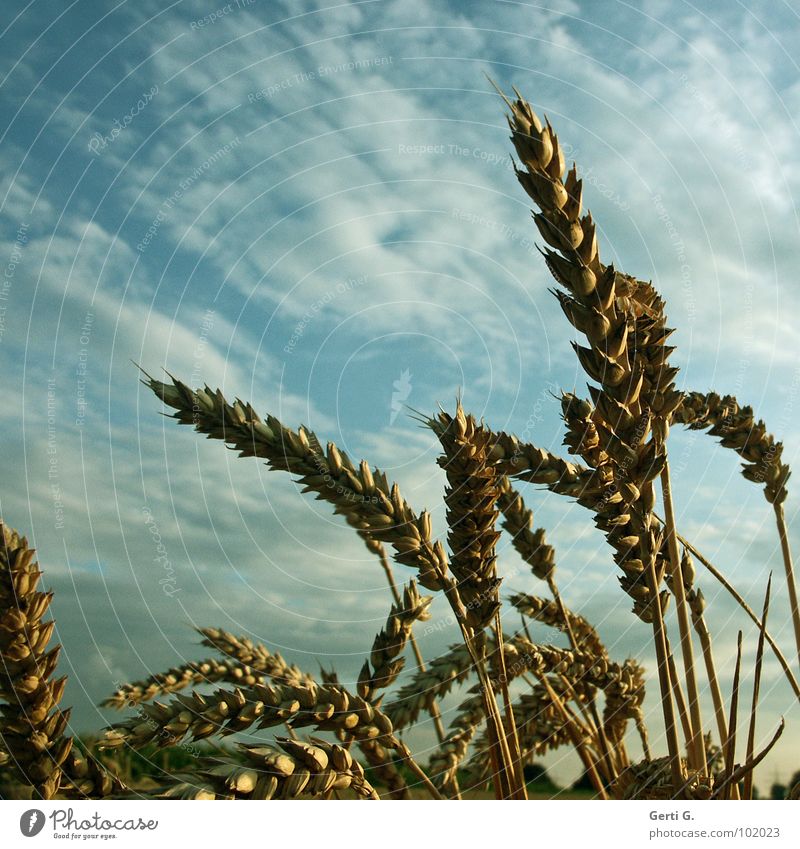 K O R N Field Cornfield Cereals Whole grain bread Calm Muddled Ear of corn Agriculture Blade of grass Wheat Fresh Fertile Heavenly Sky blue Clouds Bad weather