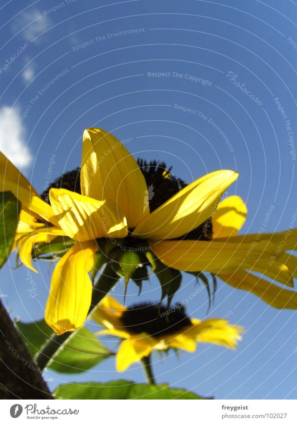 bask in the sun... Sunflower Summer Physics Clouds Sky Blossom Yellow Warmth means Blue Perspective