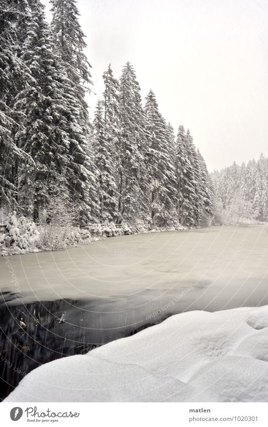 snow Nature Landscape Plant Sky Clouds Winter Weather Ice Frost Snow Tree Forest Lakeside Deserted Brown Black White Calm freeze Black Forest Colour photo