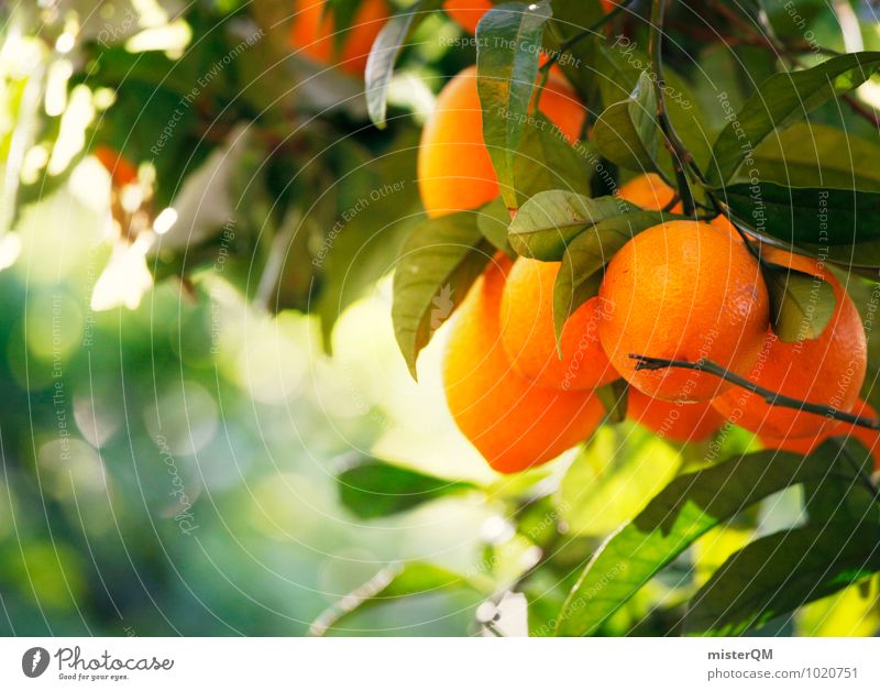Orange scent. Environment Nature Climate Esthetic Orange juice Orange tree Orange peel Mature Healthy Delicious Vitamin C Spain Majorca Green Healthy Eating