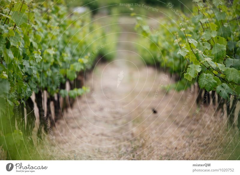 Weinhang. Landscape Vine Vineyard Wine growing Grape harvest Winery Lanes & trails Green Colour photo Subdued colour Exterior shot Day Shallow depth of field